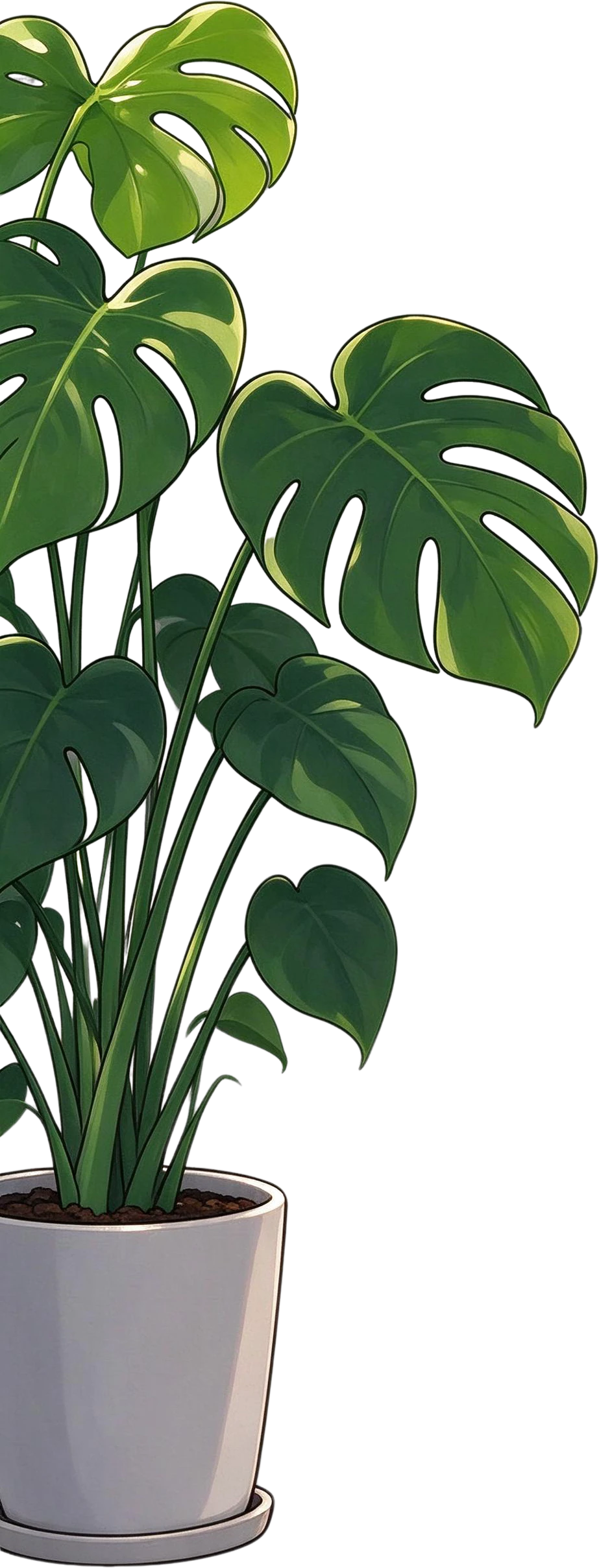 Monstera plant in white pot